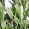 Olea europaea (Olijf)