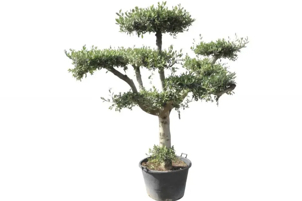 Olea europaea (Olijf)