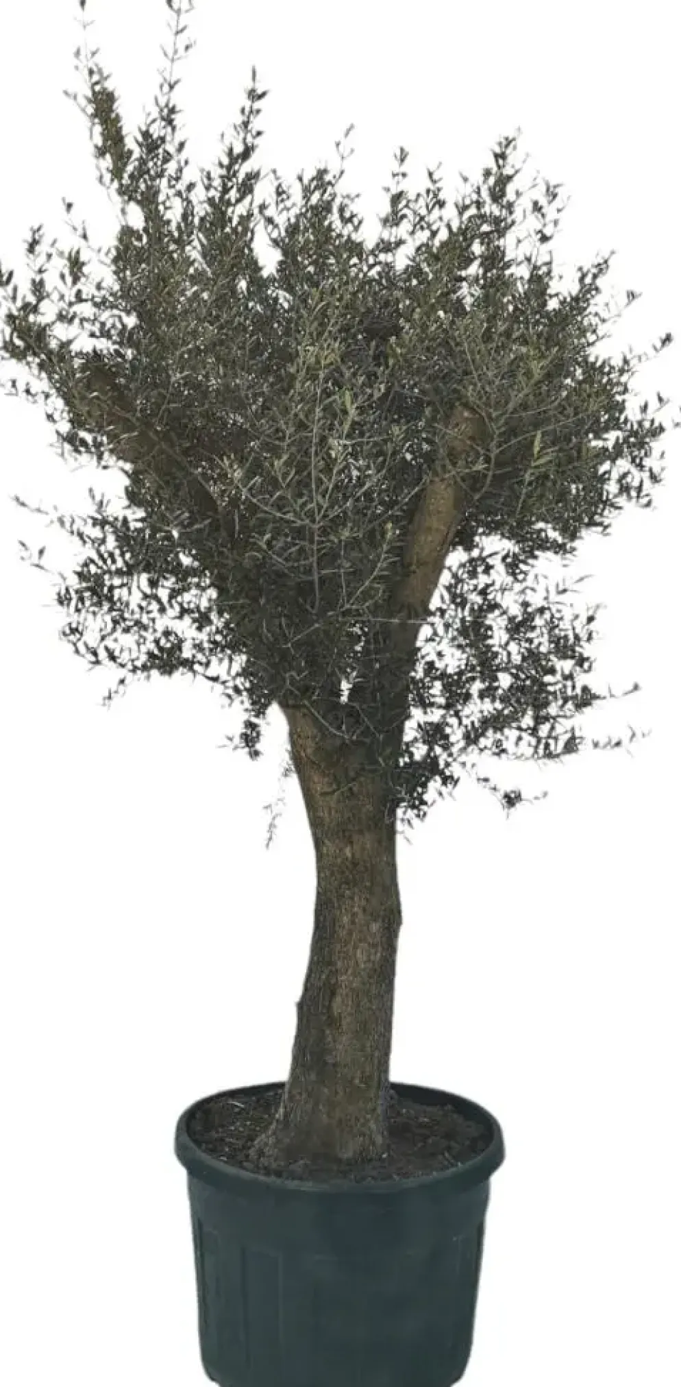 Olea europaea (Olijf)