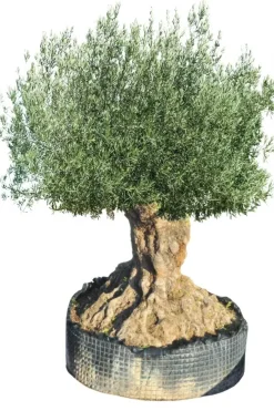 Olea europaea (Olijf)