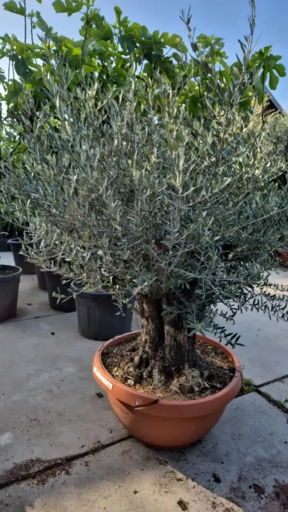 Olea europaea (Olijf)