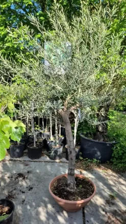 Olea europaea (Olijf)
