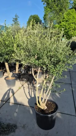 Olea europaea (Olijf)