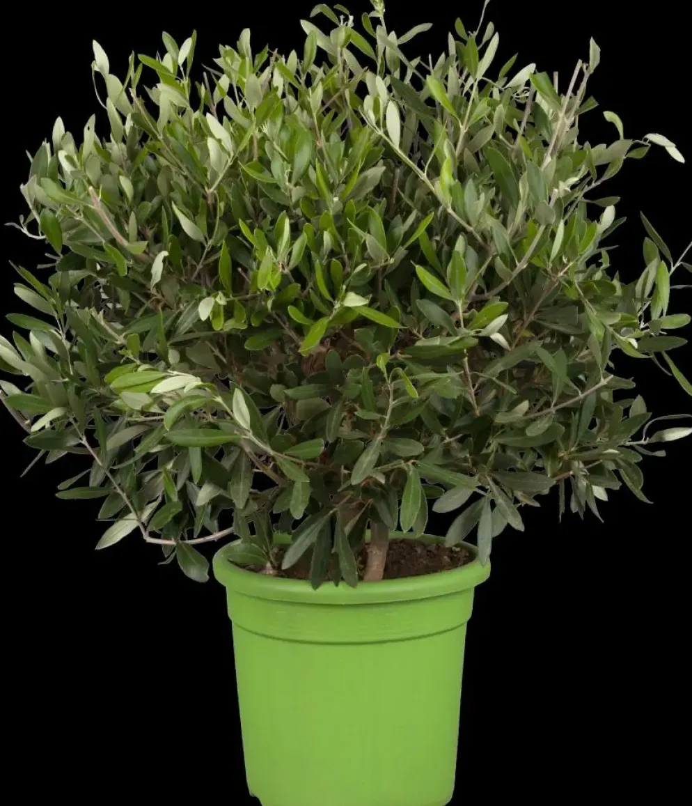 Olea europaea (Olijf)