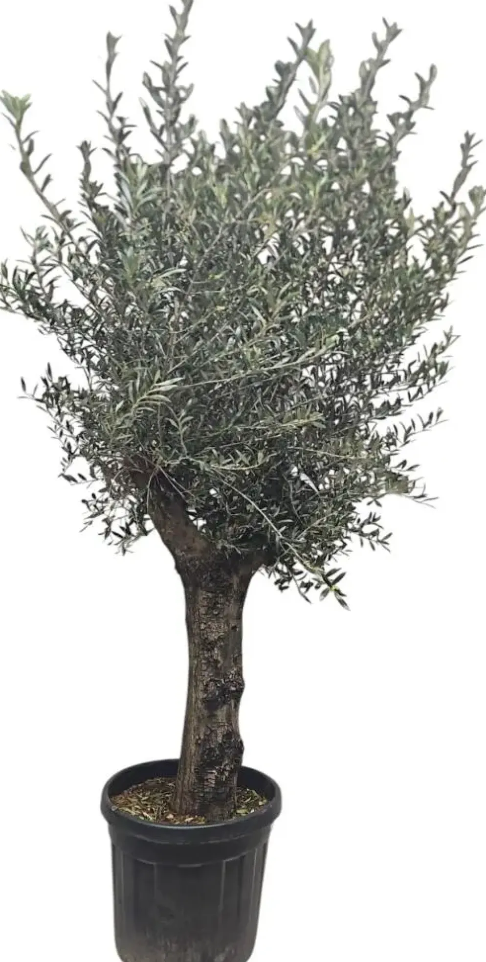 Olea europaea (Olijf)