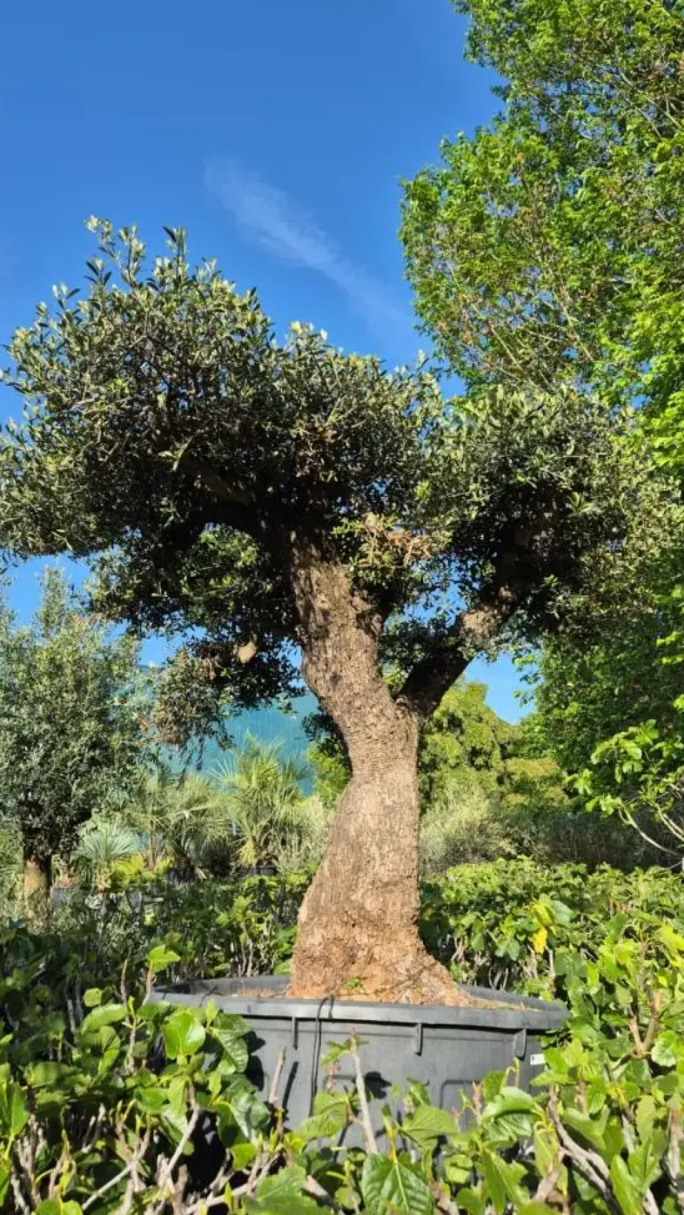 Olea europaea (Olijf)