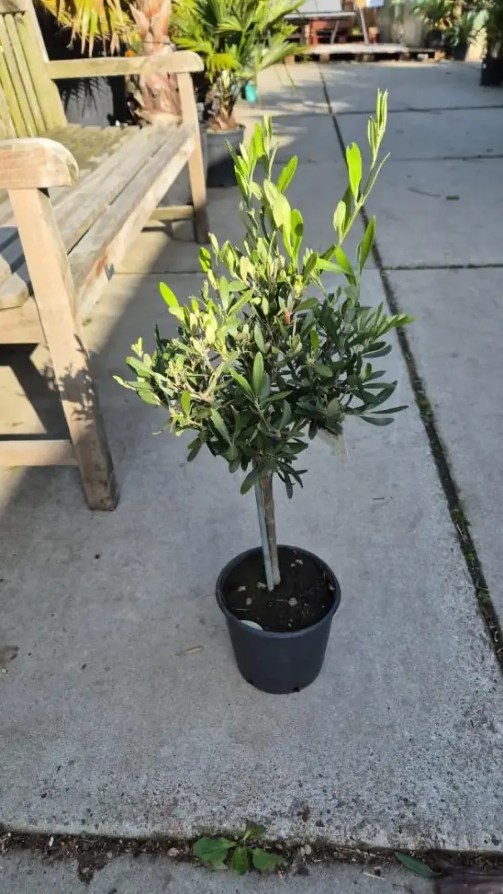 Olea europaea (Olijf)
