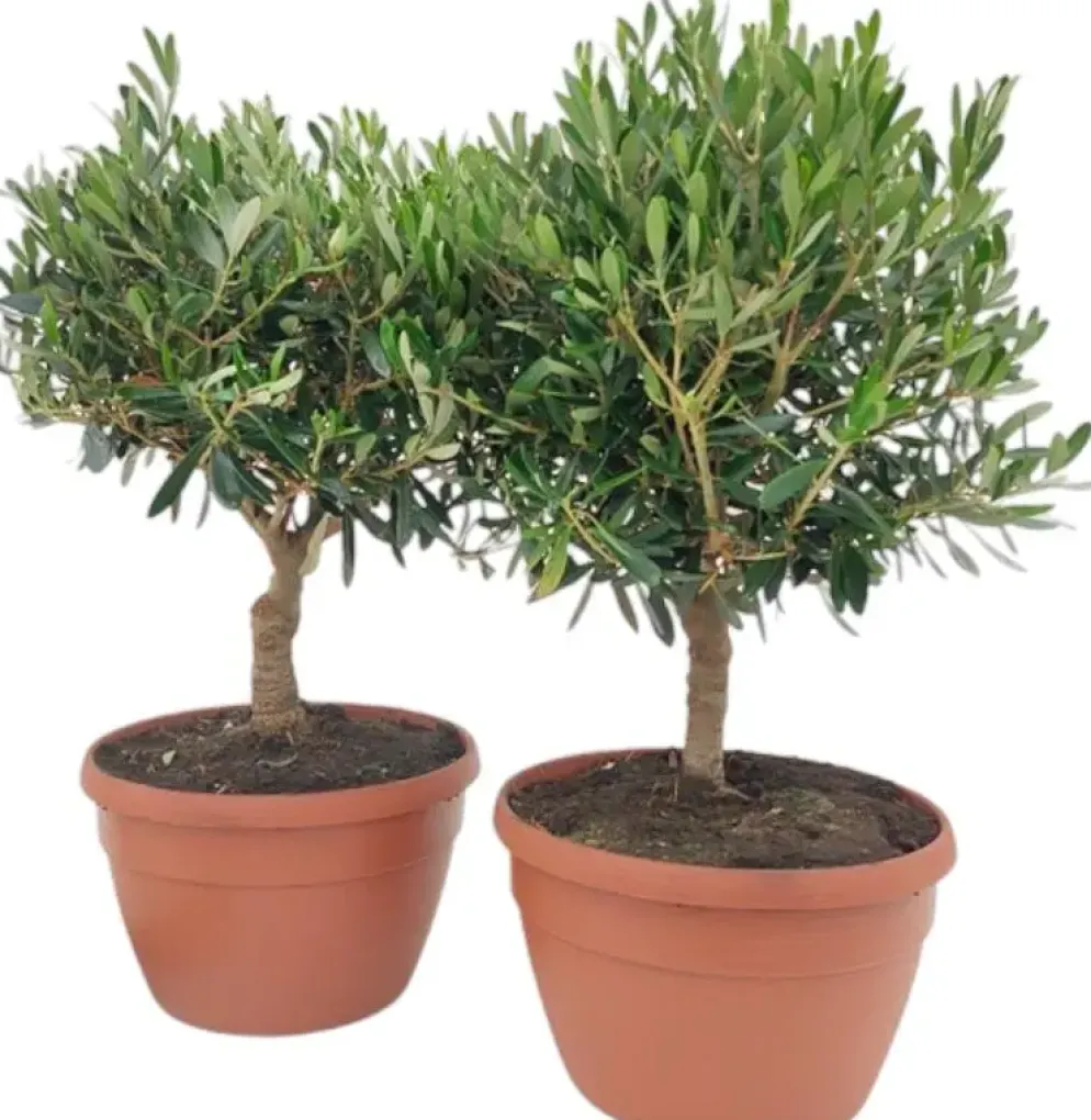 Olea europaea (Olijf)