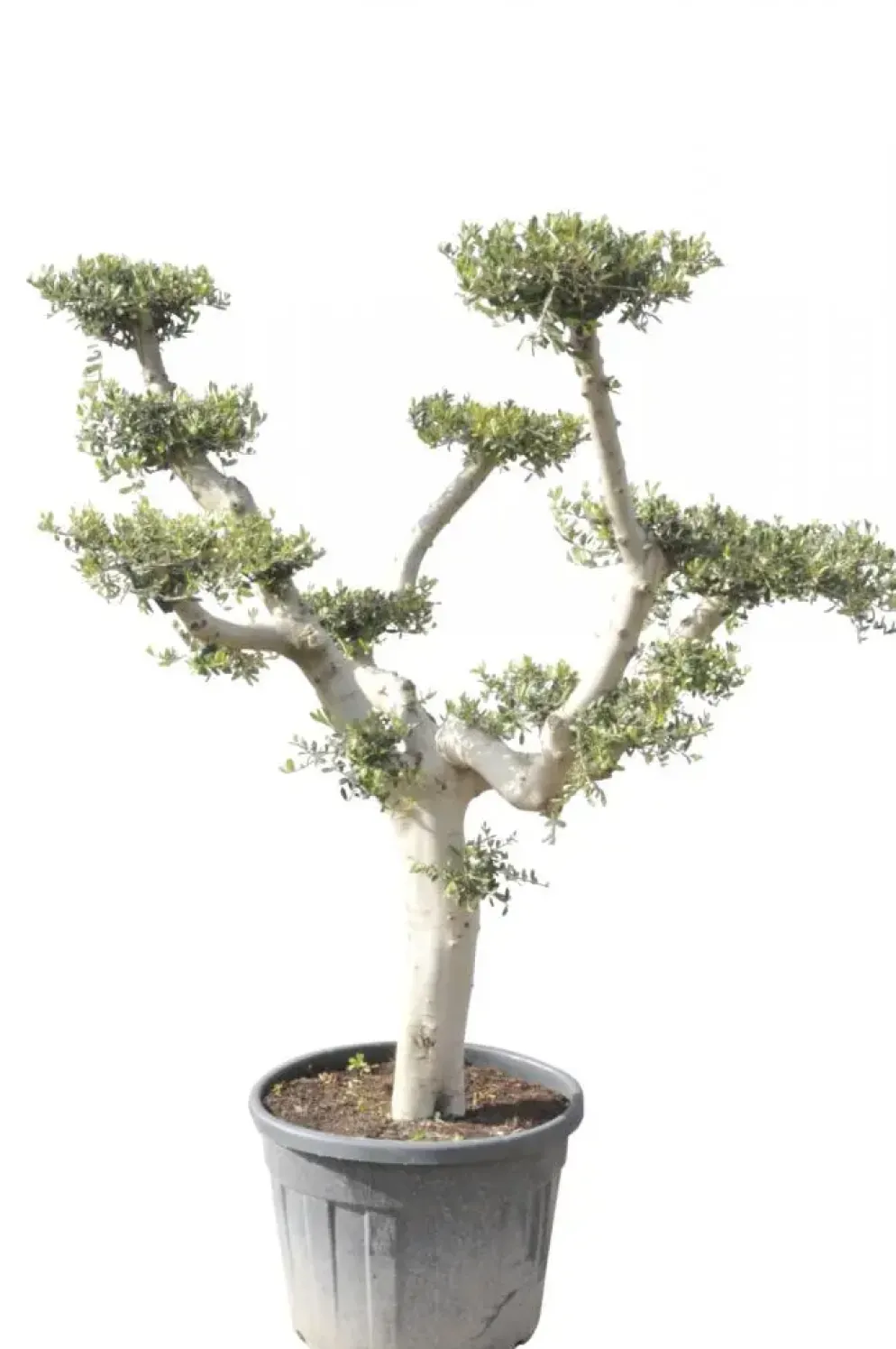 Olea europaea (Olijf)