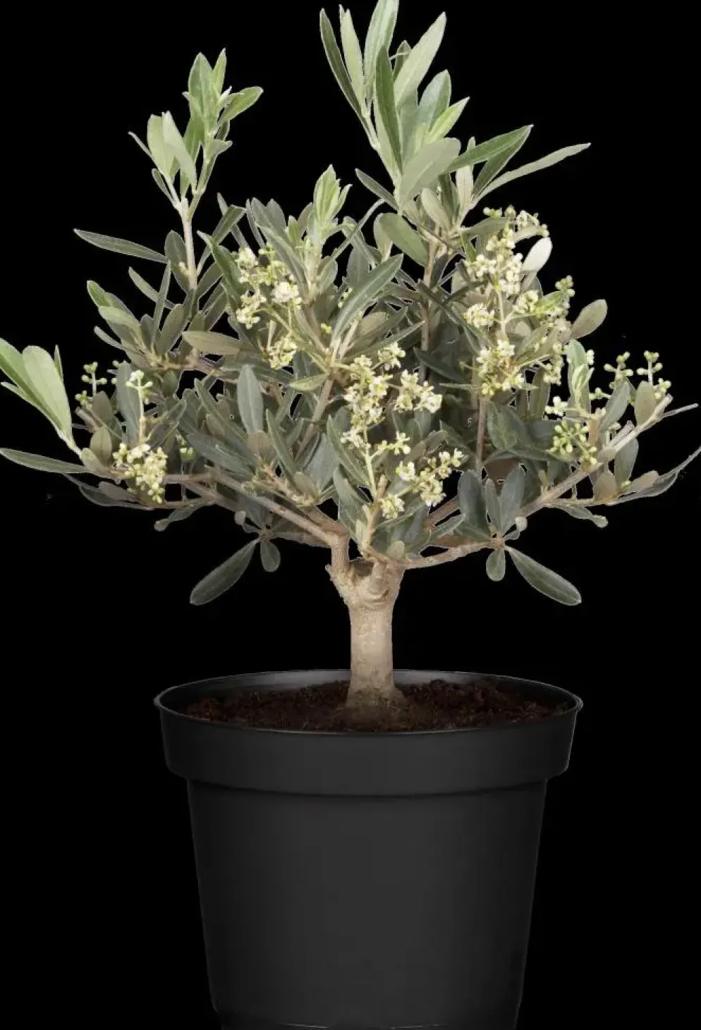 Olea europaea (Olijf)