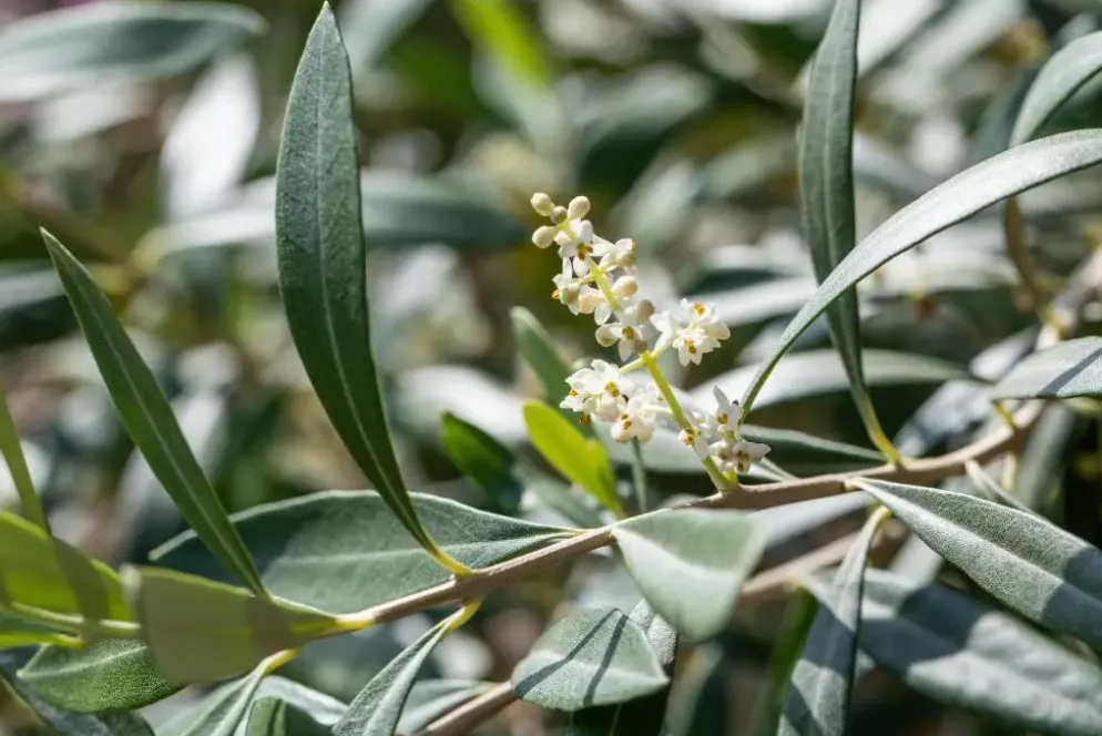 Olea europaea (Olijf)