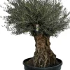 Olea europaea (Olijf)