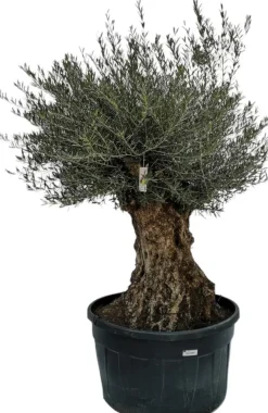 Olea europaea (Olijf)