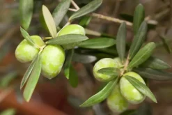 Olea europaea (Olijf)