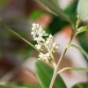 Olea europaea (Olijfboom) 260cm