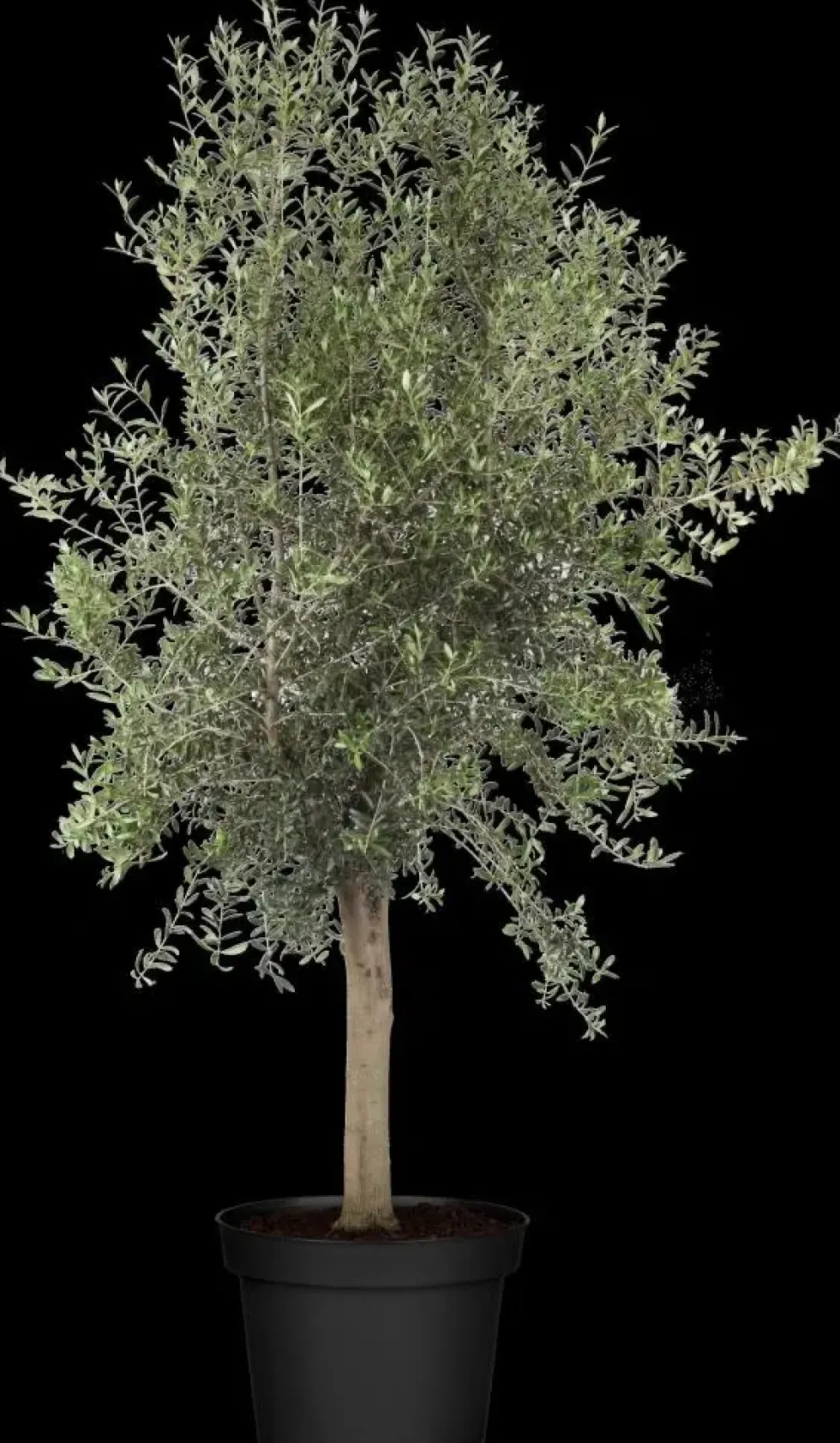 Olea europaea (Olijfboom) 260cm
