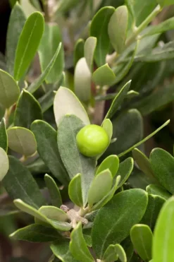 Olea europaea (Olijfboom) 260cm