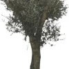 Olea europaea (Olijfboom) 180cm