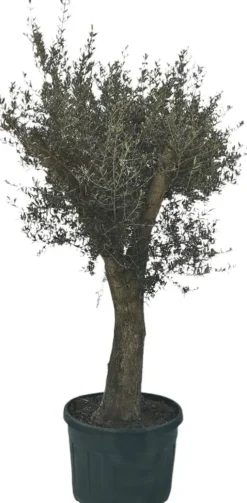 Olea europaea (Olijfboom) 180cm