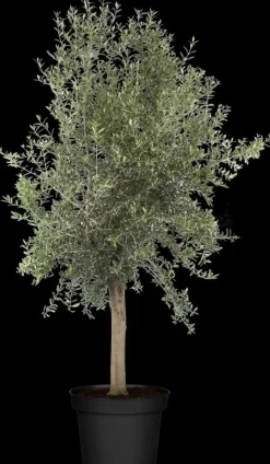 Olea europaea (Olijfboom) 180cm