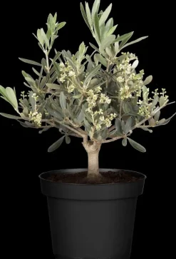 Olea europaea (Olijfboom) 180cm