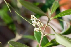 Olea europaea (Olijfboom) 180cm