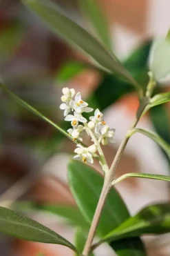 Olea europaea (Olijfboom) 180cm