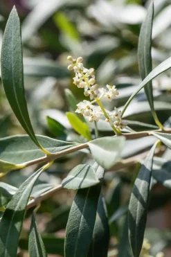 Olea europaea (Olijfboom) 180cm