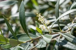 Olea europaea (Olijfboom) 180cm