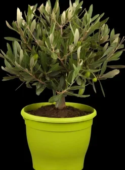 Olea europaea (Olijfboom) 180cm