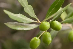 Olea europaea (Olijfboom) 180cm