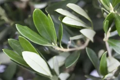 Olea europaea (Olijfboom) 180cm