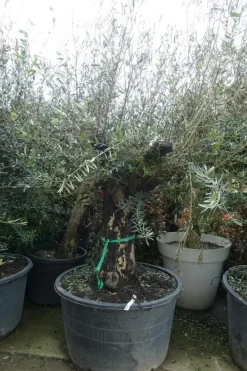 Olea europaea (Olijfboom) oud 180cm