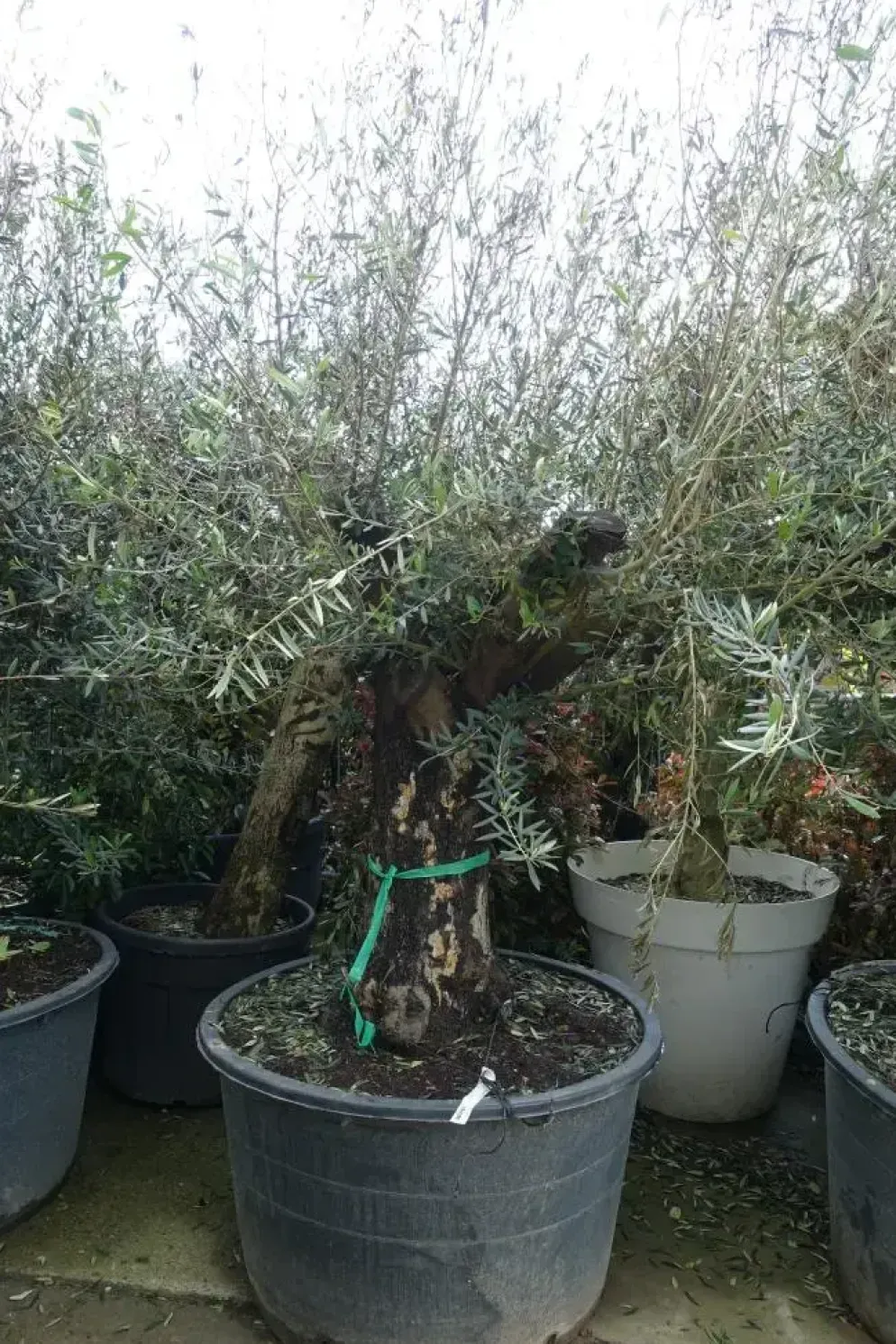Olea europaea (Olijfboom) oud 180cm