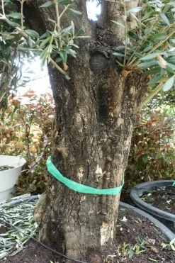 Olea europaea (Olijfboom) oud 180cm