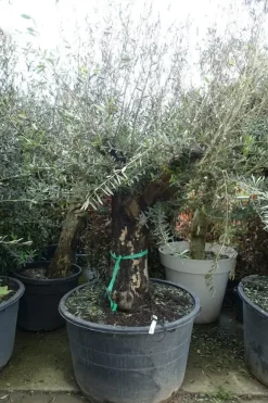 Olea europaea (Olijfboom) oud 180cm