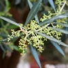 Olea Europea Florida