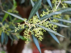 Olea Europea Florida