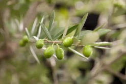 Olea Europea Florida