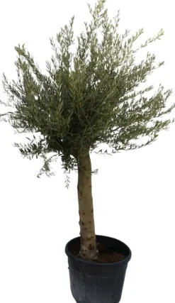 Olea Europea Florida