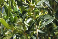 Olea Europea Florida