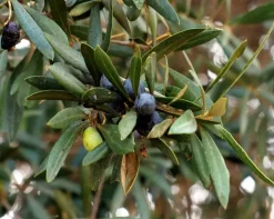 Olea Europea Florida