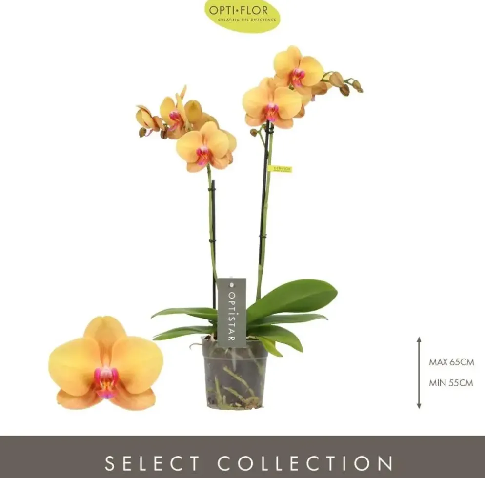 Optistar 'Deshi' (Orchidee) 50cm