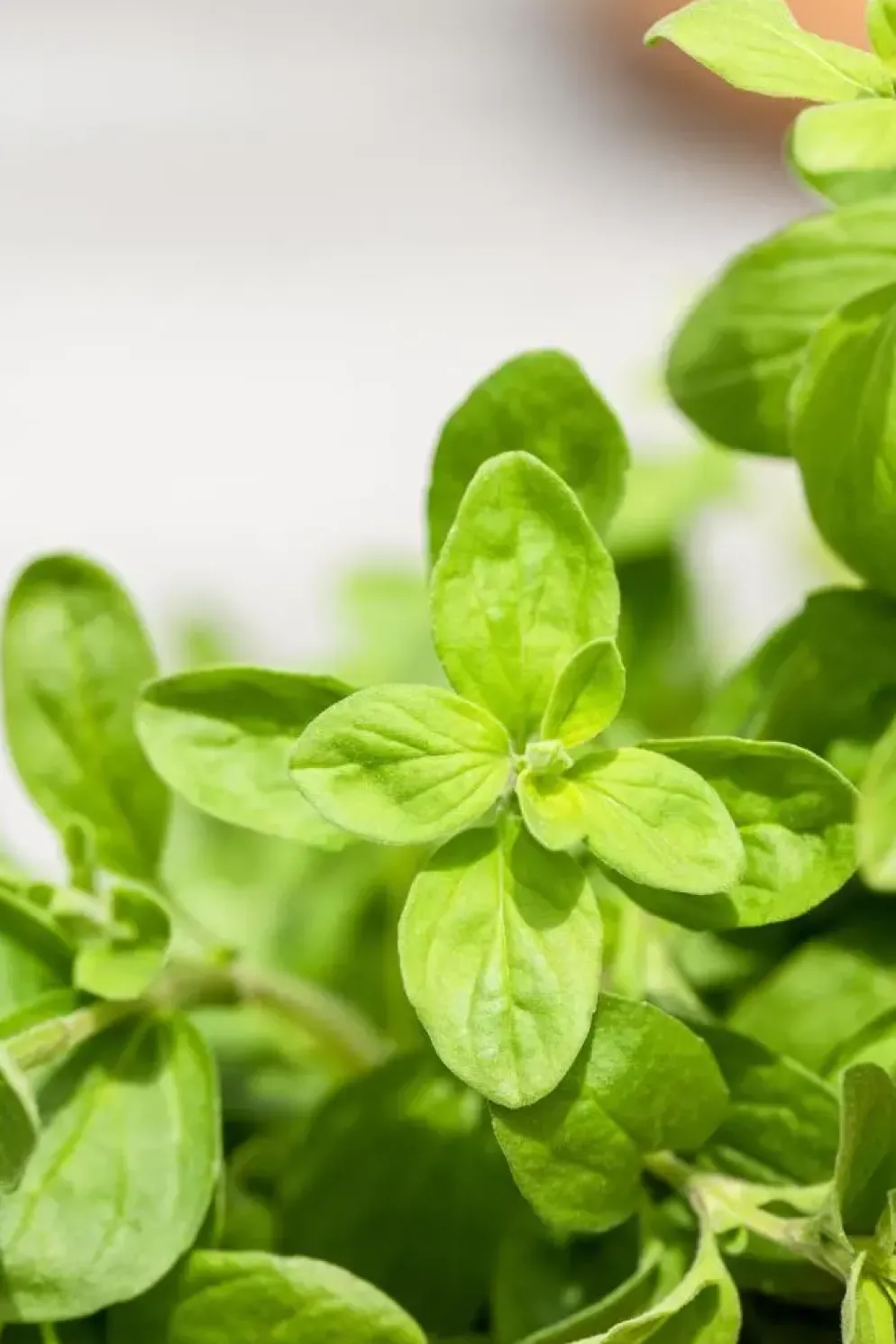 Origanum majorana (Echte marjolein)
