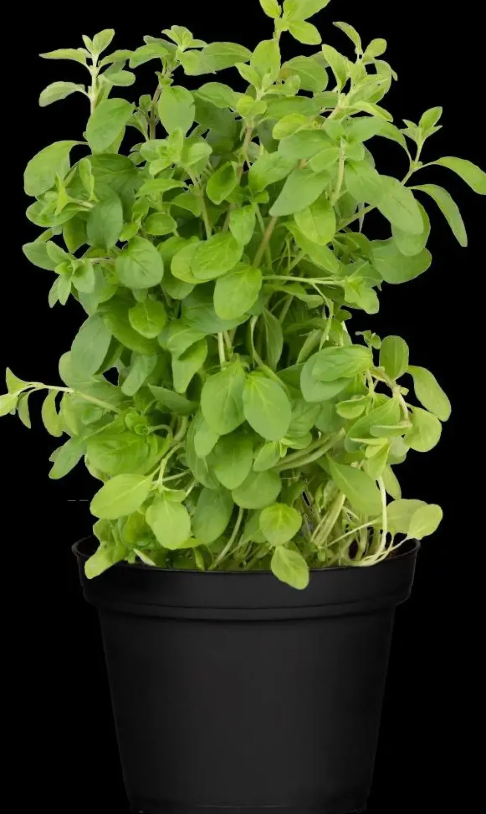 Origanum majorana (Echte marjolein)