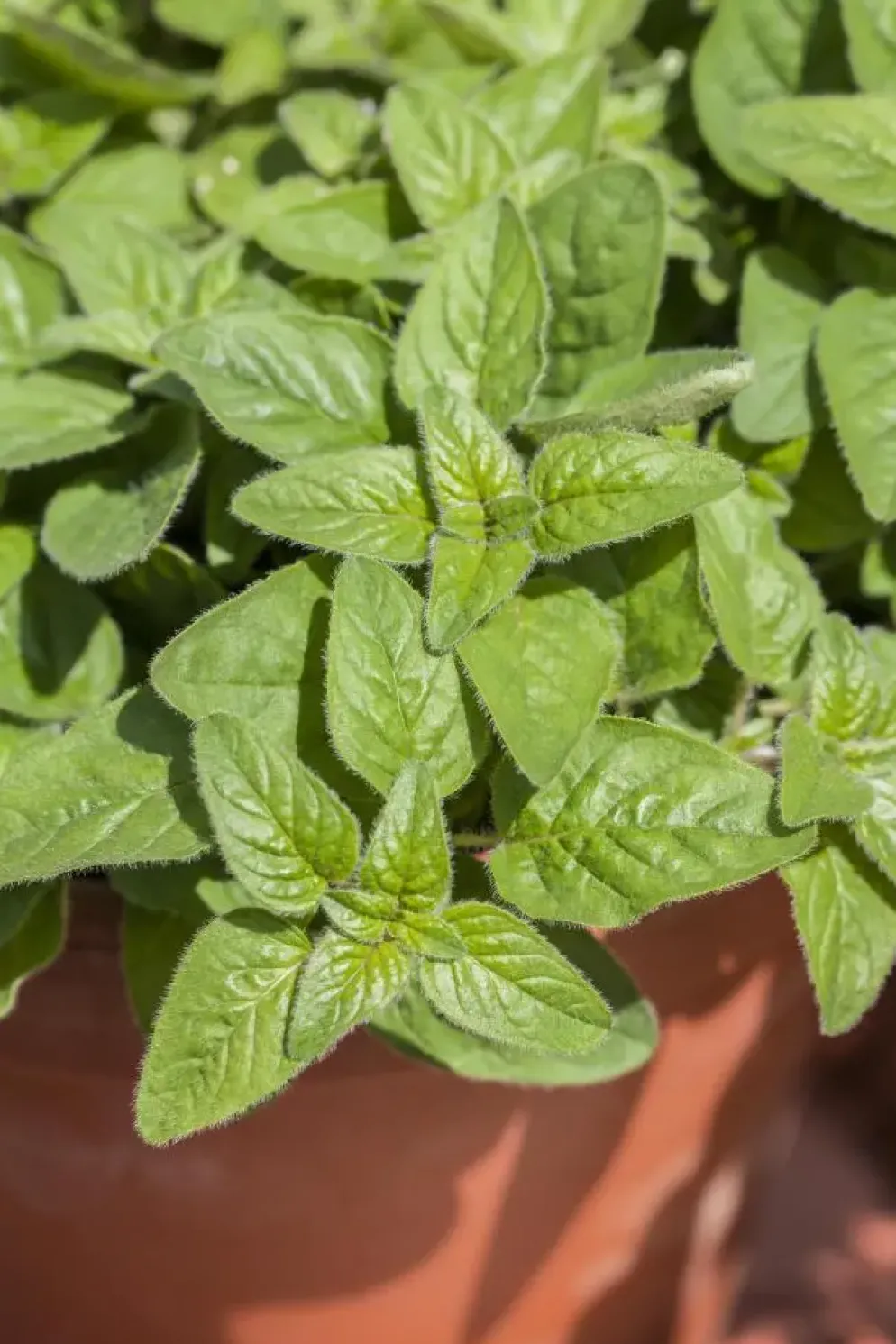 Origanum majorana (Echte marjolein)