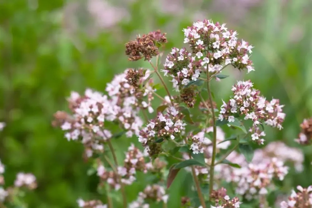 Origanum majorana (Echte marjolein)