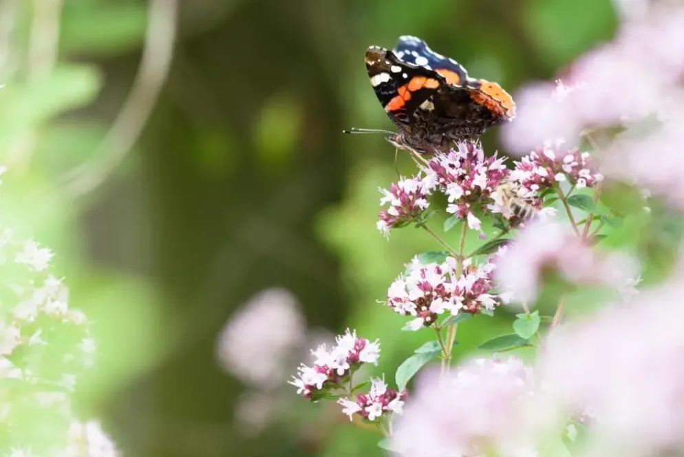Origanum majorana (Echte marjolein)