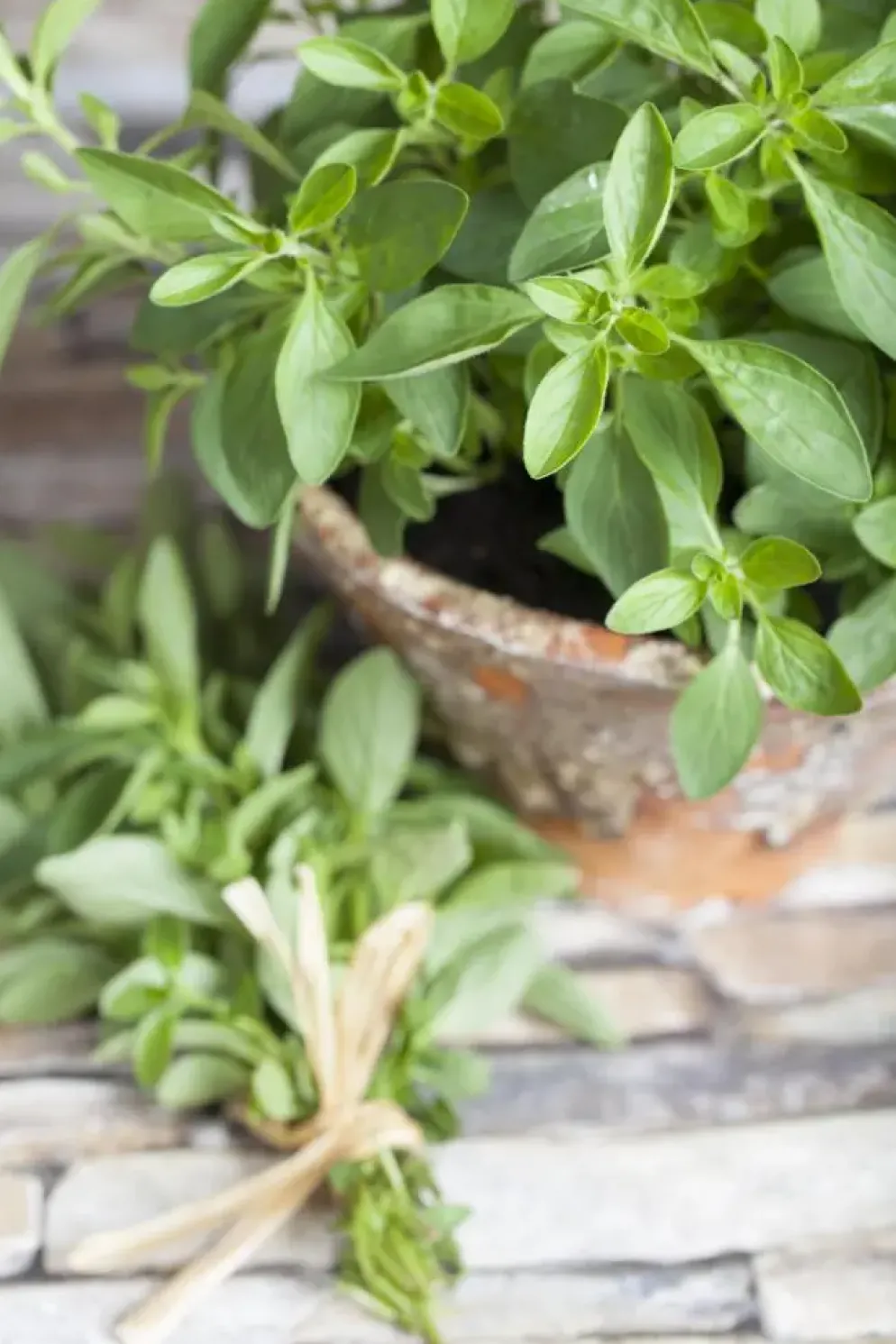 Origanum majorana (Echte marjolein)