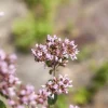 Origanum vulgare (Wilde marjolein)
